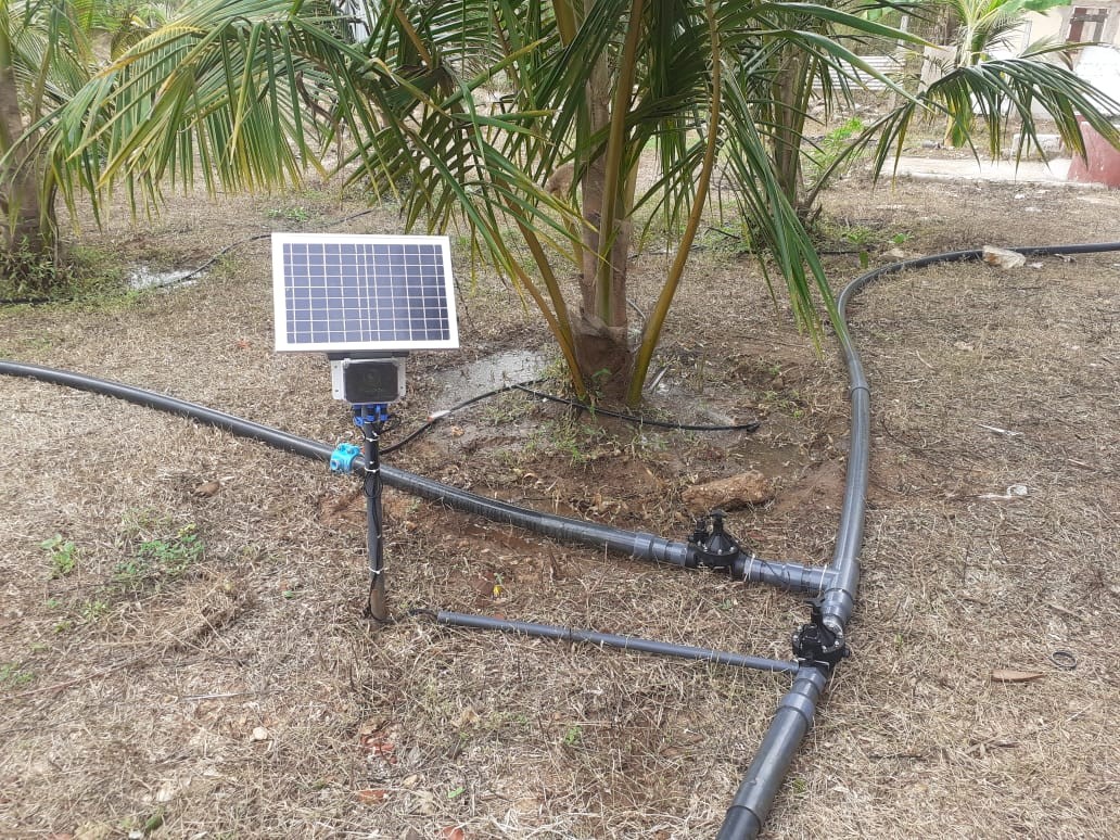 Importance of irrigation management in the production of coconuts